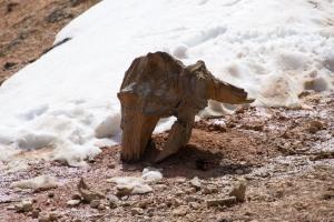 This looked like a Star Wars walker (AT-AT) to me.